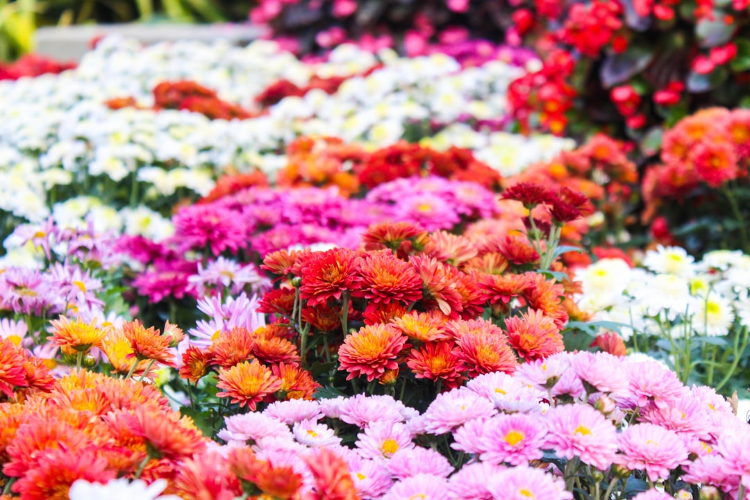 burle marx variegata Philodendron Burle Marx Snow White - Thai Exotic Greenery main image 0
