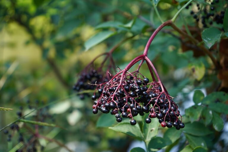 Bäume mit H – schwarze Holunderbeeren in der Dolde