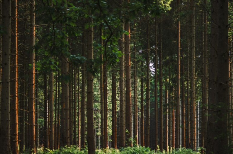 Wald Zitate – hohe Kiefernstämme in einem dichten Wald